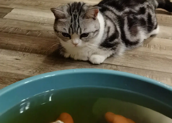 猫为什么爱看人洗脚