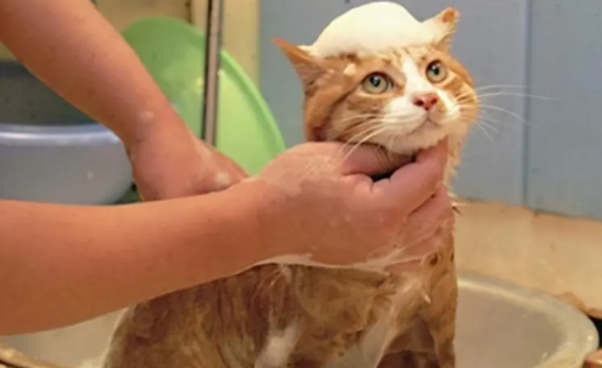 猫咪洗了澡为什么还有跳蚤呢