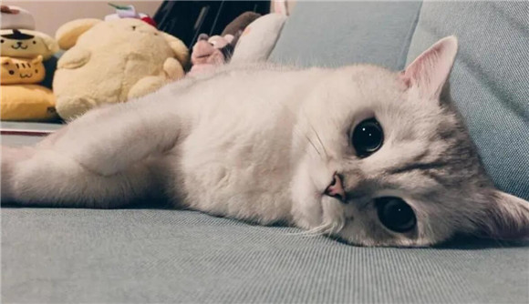 刚开始养猫第一天放哪里睡