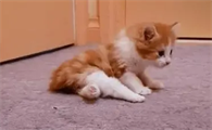 猫的后腿站不起来了拖着走怎么治