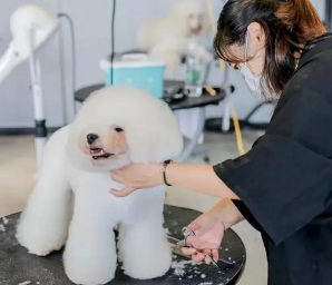 西安宠物美容师培训学校哪个好 西安宠物美容师培训学校哪个好