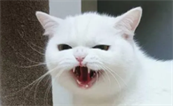 猫咪牙齿为什么不是圆的呢