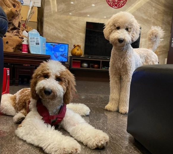 巨型贵宾犬挑食怎么办？本文给是蝴蝶