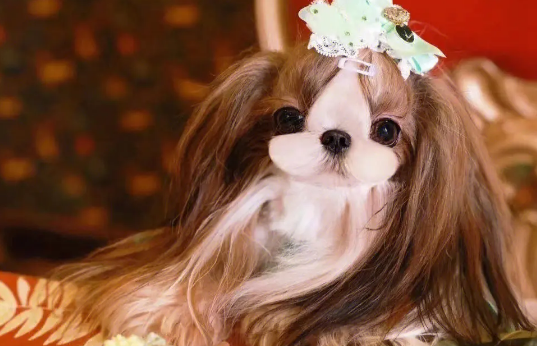 马尔济斯犬和西施犬的区别是什么？这里有答案