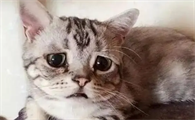猫咪看得懂人在哭吗