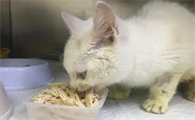 小猫一周吃几次鸡胸肉