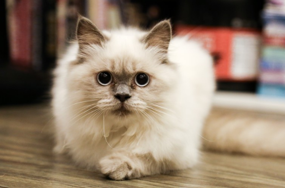 猫咪养熟了的几种表现 猫咪养熟了的几种表现