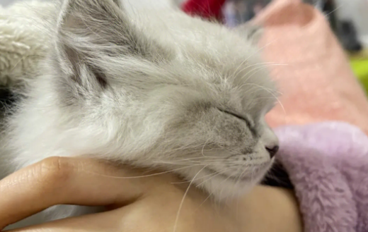 猫咪为什么摸脖子睡觉