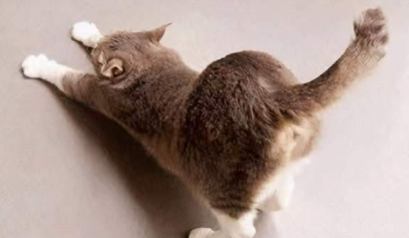 为什么不能闻猫咪屁股味道的原因