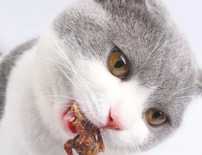 鹌鹑的头猫咪能吃吗