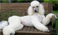 巨贵犬好养吗?注意事项请查收