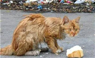 为什么不建议投喂流浪猫