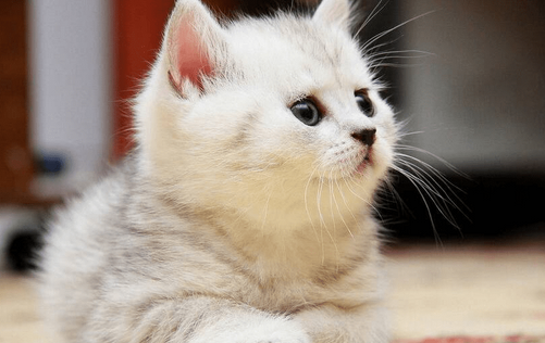 猫的哪些病会传染给猫
