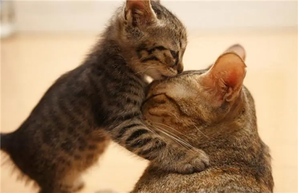 猫咪为什么进不去猫门呢
