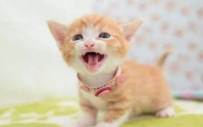 小猫最害怕什么东西