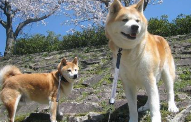 秋田犬不爱吃狗粮怎么办?这几个方法拿捏它! 秋田犬不爱吃狗粮怎么办?这几个方法拿捏它!