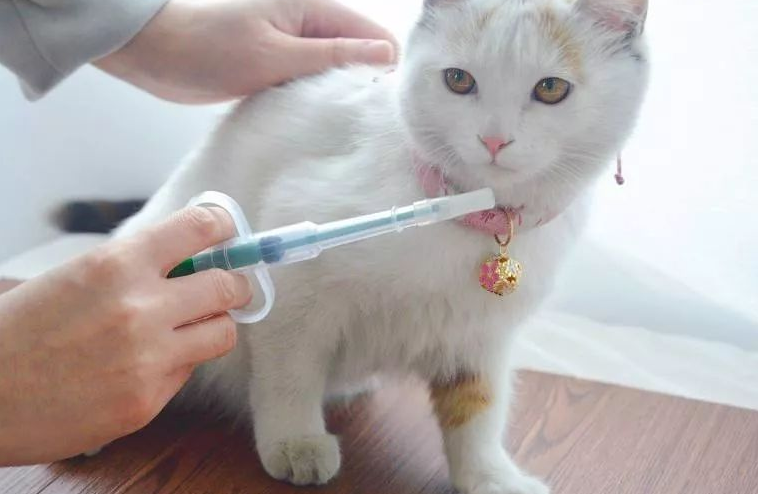 猫打完妙三多死亡率高吗