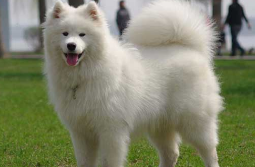 爱斯基摩犬怎么洗澡？洗澡要注意什么？