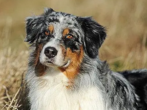 澳大利亚牧羊犬呕吐怎么回事?一文告诉你! 澳大利亚牧羊犬呕吐怎么回事?一文告诉你!