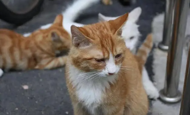猫咪为什么被主人弃养呢