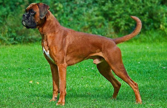 拳师犬吃什么狗粮好?也可以自制 拳师犬吃什么狗粮好?也可以自制