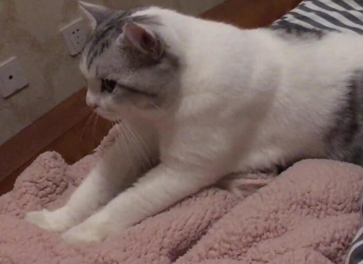 猫咪半夜为什么会踩奶的原因 猫咪半夜为什么会踩奶的原因
