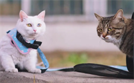猫咪为什么总想外出活动呢