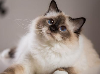 如何训练巴厘猫大小便？一文告诉你！