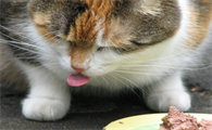 猫咪食欲降低是为什么呢