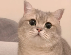为什么会有无偿领养猫