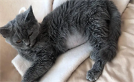 怎么确定猫得没得猫传腹