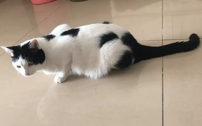 猫咪为什么会蹲着走路不稳呢