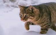 猫咪原地踏步是为什么