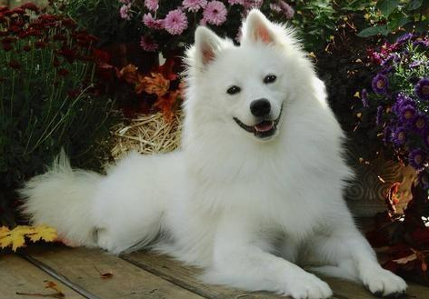 爱斯基摩犬怎么养?主人来这里看看吧 爱斯基摩犬怎么养?主人来这里看看吧
