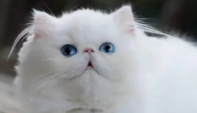 波斯猫为什么容易有泪痕？泪痕为什么会出现？