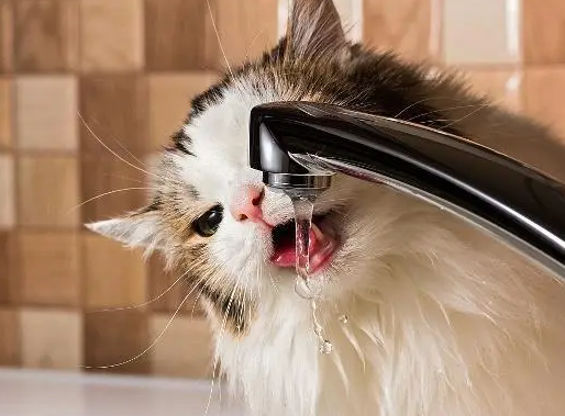 猫咪喝水用放盐吗为什么不用盐