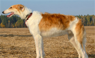 苏俄猎狼犬怀孕应该注意哪些?想养的看过来