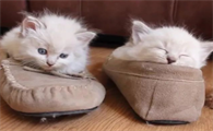 猫咪为什么玩鞋子睡觉