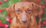 腊肠犬怎么训练？铲屎官来学习下吧