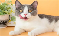 猫咪正常突然不叫了为什么会叫