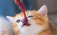 小奶猫吃鹌鹑
