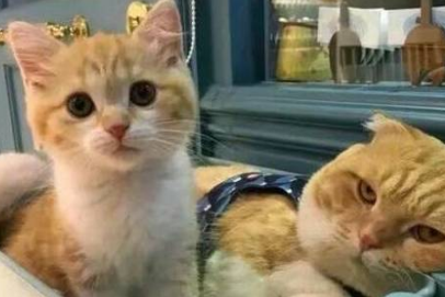 猫咪爸爸有一只超爱撒娇的女儿，但却一脸无奈，当爹就这么累吗