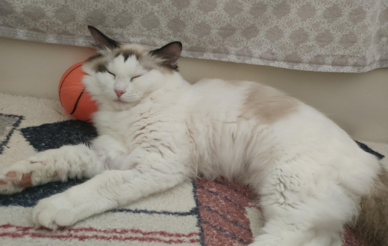 猫咪手肿了怎么回事