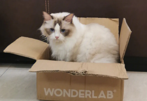 猫咪为什么喜欢拆箱子呢