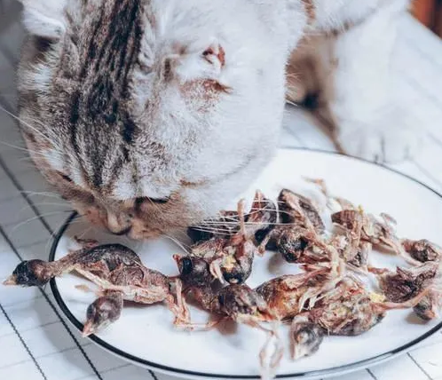 猫咪生吃鹌鹑苗可以吗