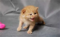 猫咪为什么没事就叫唤呢