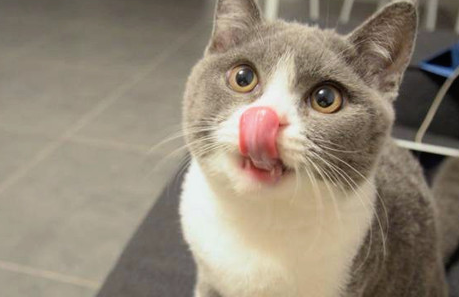 猫咪口水有点臭怎么回事