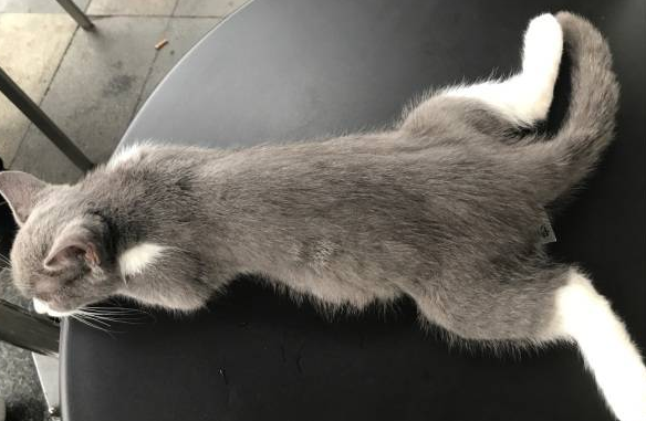 猫走路歪歪扭扭 后腿没劲