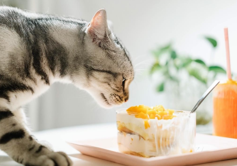 猫会把自己吃撑吗