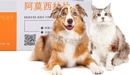 宠物阿莫西林多少钱 宠物阿莫西林多少钱